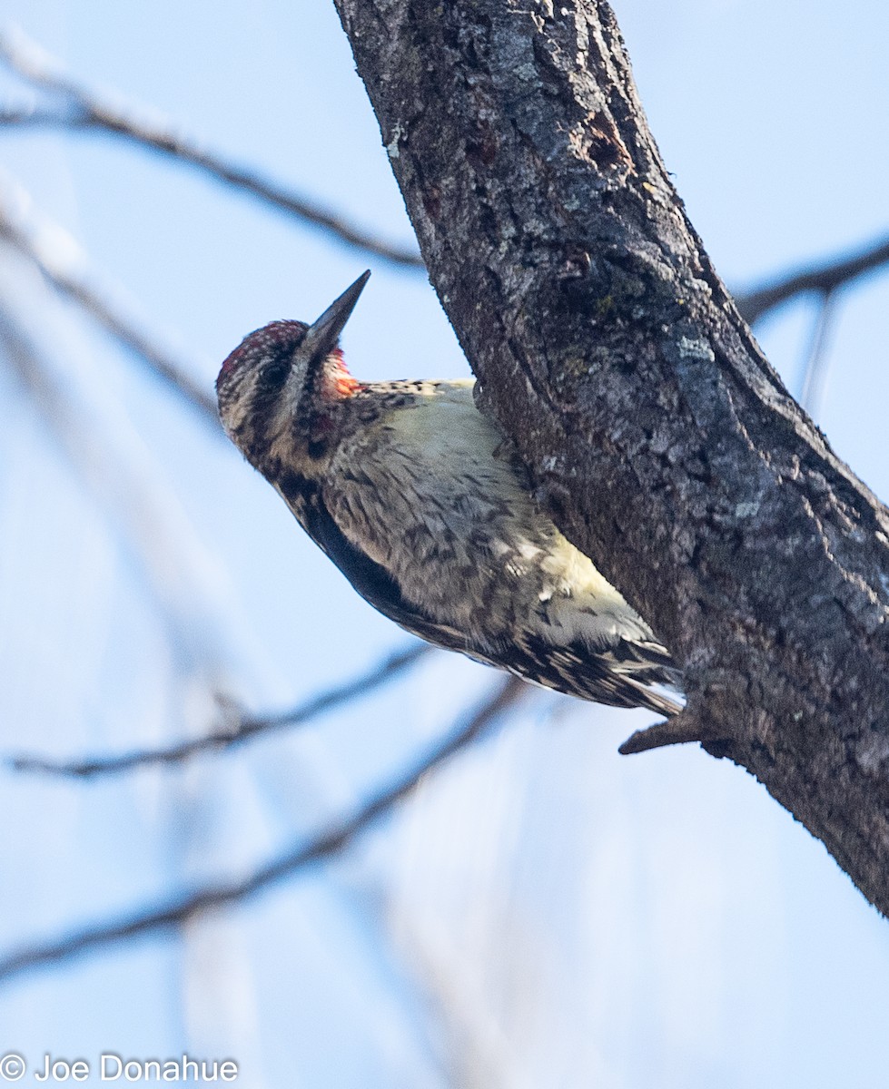 Yellow-bellied Sapsucker - ML297381551