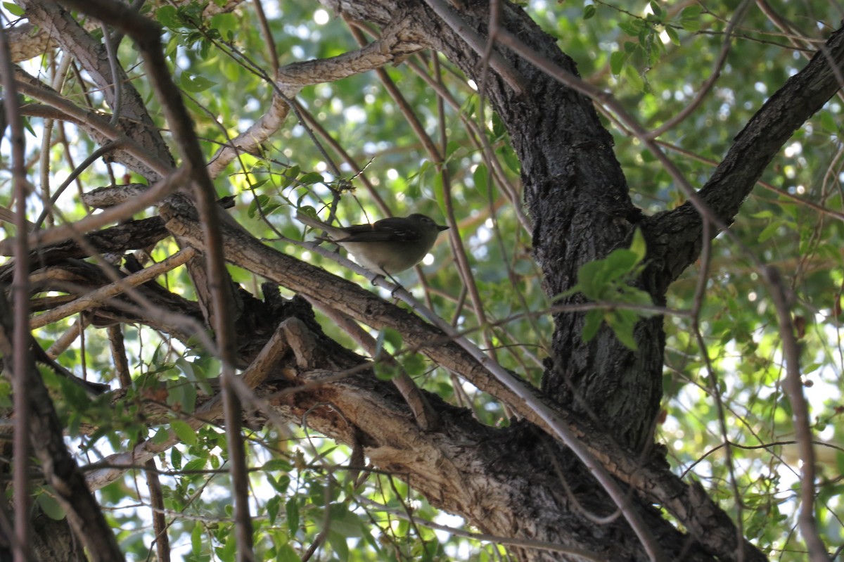 Plumbeous Vireo - ML29738201