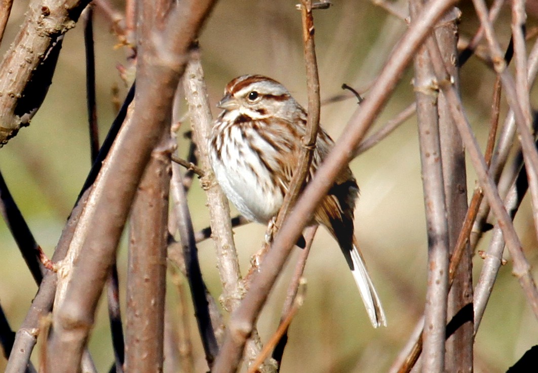 Song Sparrow - ML297382441