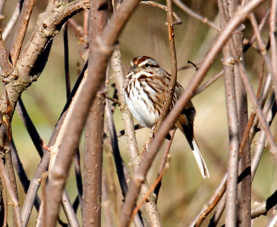 Song Sparrow - ML297382461