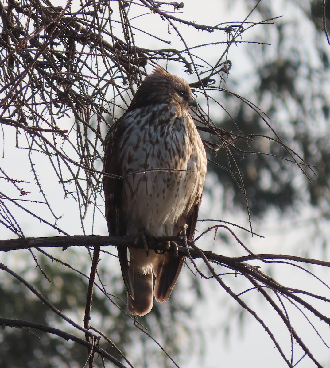 Red-tailed Hawk - ML297383661
