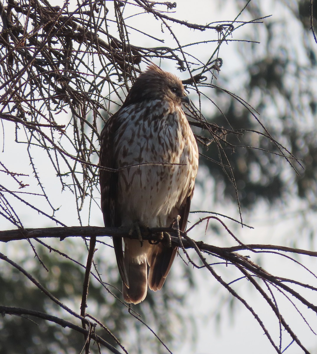 Rotschwanzbussard - ML297383661