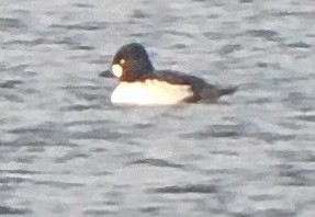 Common Goldeneye - Lee Gray