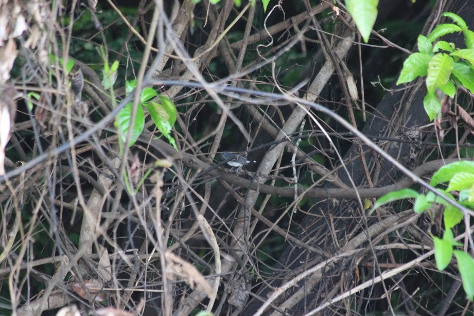 Band-tailed Antbird - ML297384511