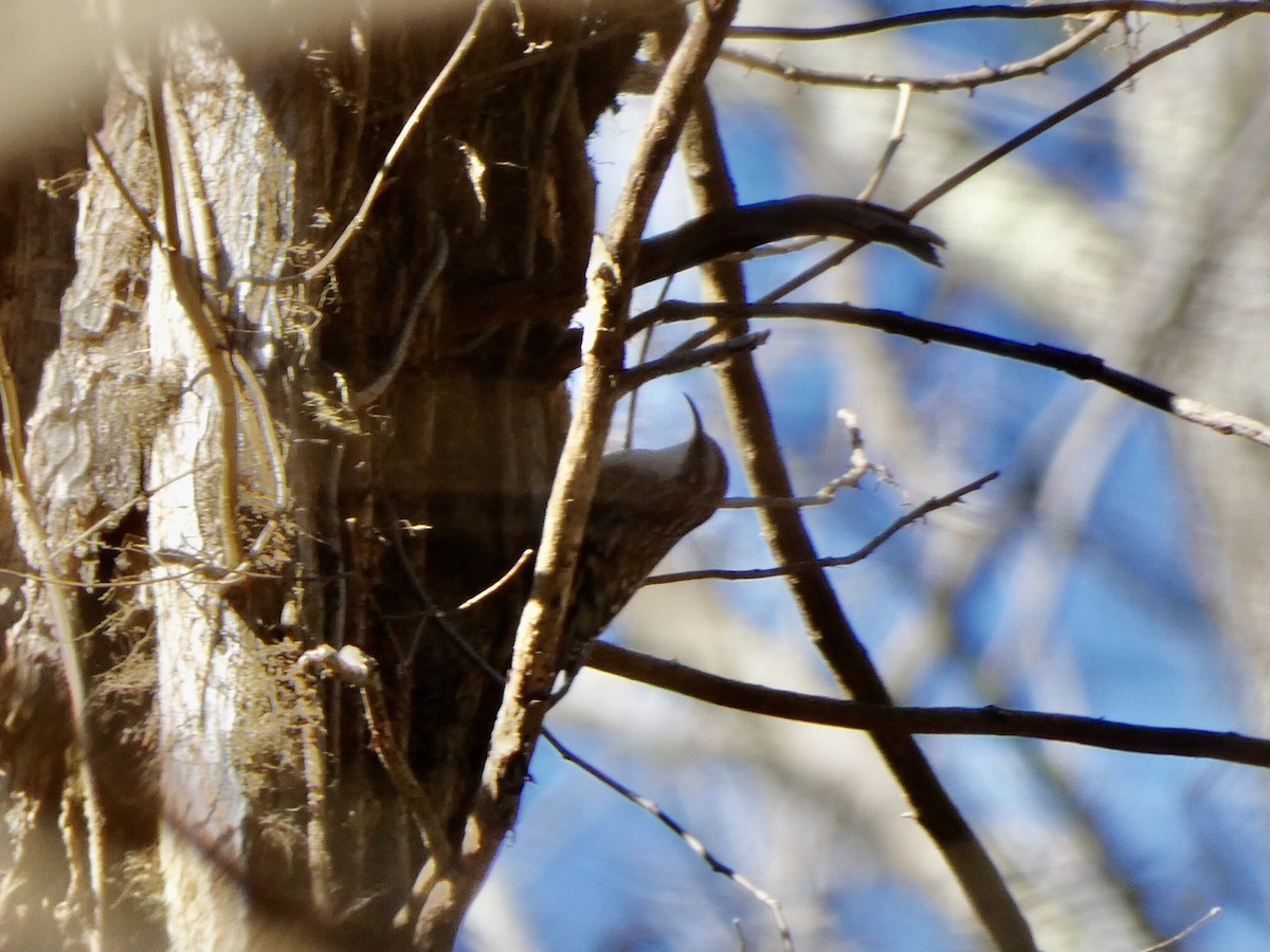 Brown Creeper - ML297385231