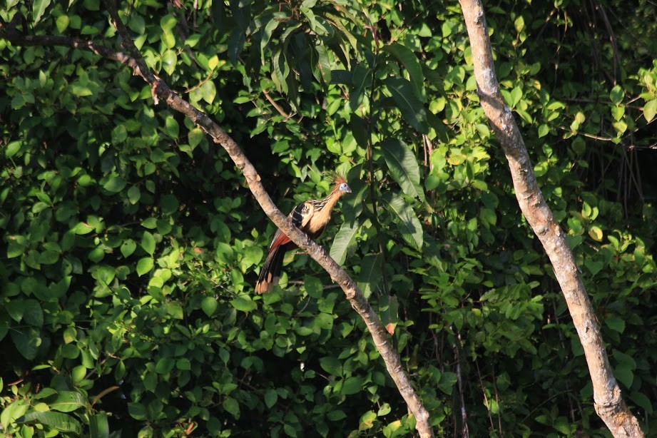 Hoatzin - ML297385441