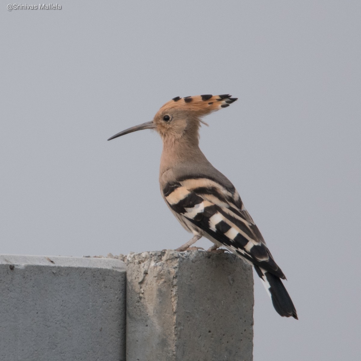 Eurasian Hoopoe - ML297385531