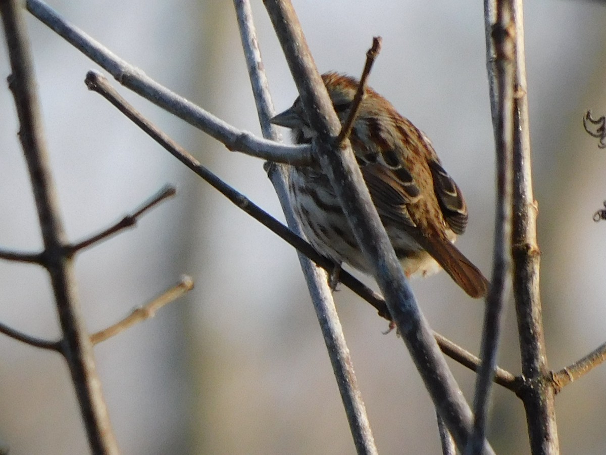 Song Sparrow - ML297385661