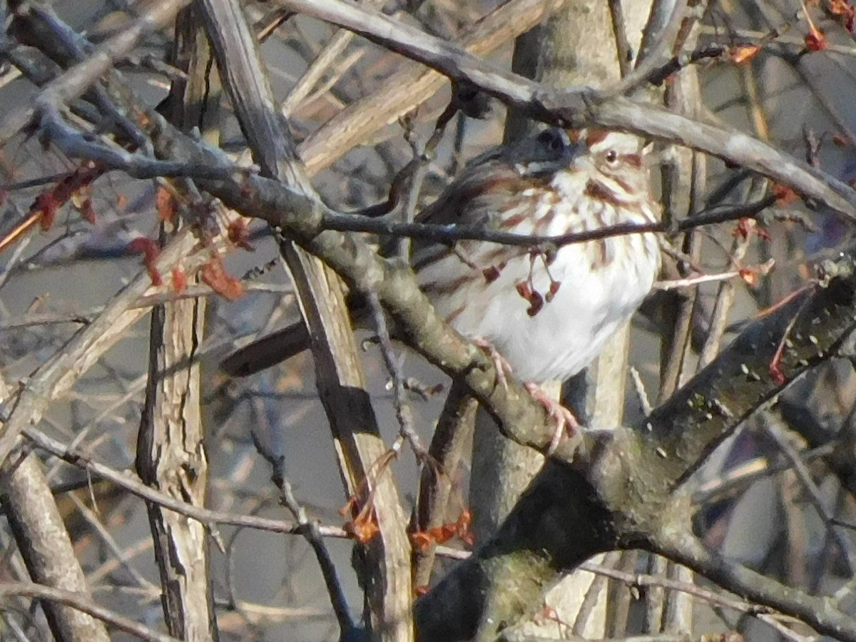 Song Sparrow - ML297385741