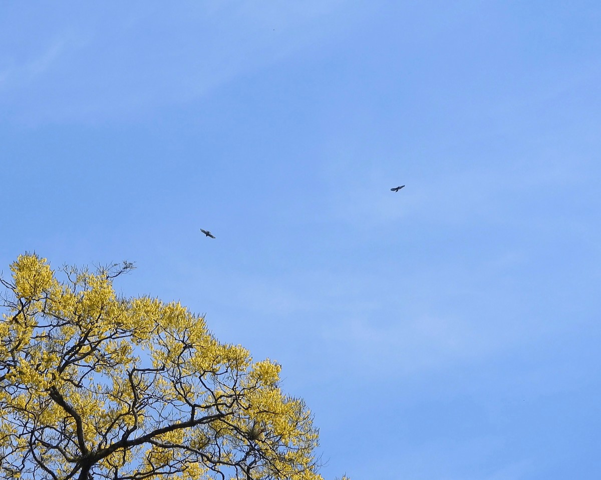 Gray Hawk - ML297385841