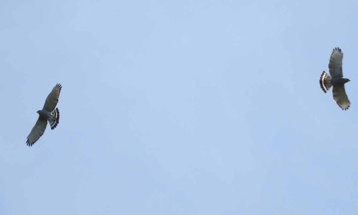 Gray Hawk - ML297385871