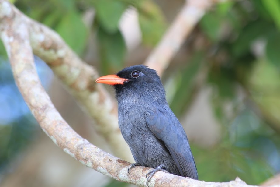 Black-fronted Nunbird - ML297386141