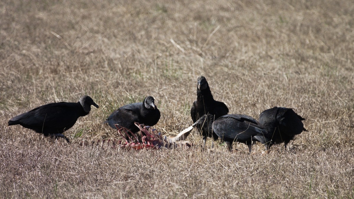 Black Vulture - Mark Terry