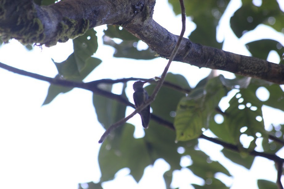 Glittering-throated Emerald - ML297386781