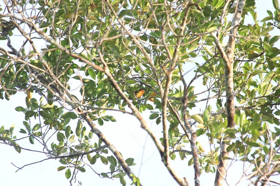 Scarlet-crowned Barbet - ML297386941