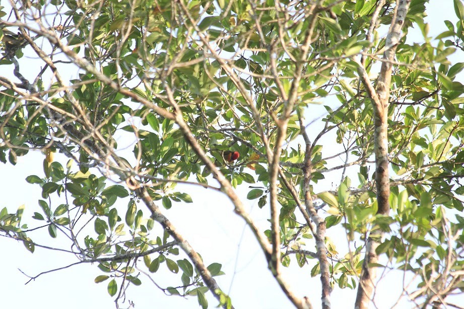 Scarlet-crowned Barbet - ML297386961