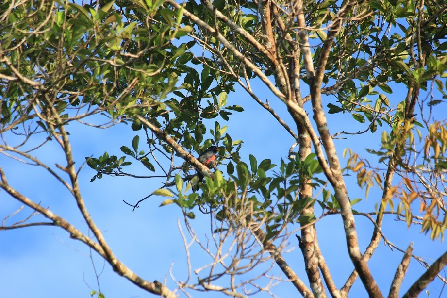 Black-tailed Trogon - ML297387101