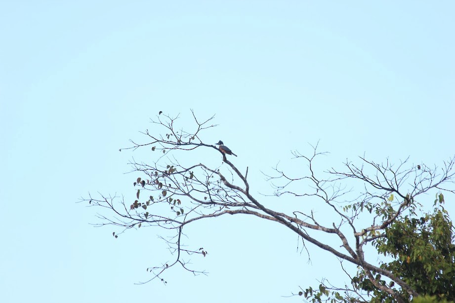 Ringed Kingfisher - ML297387271