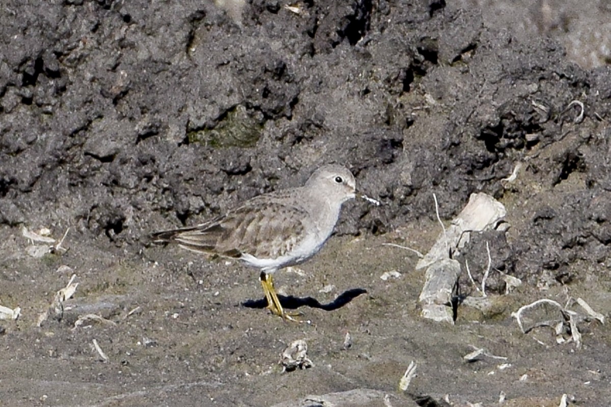 Temminck's Stint - ML297387311