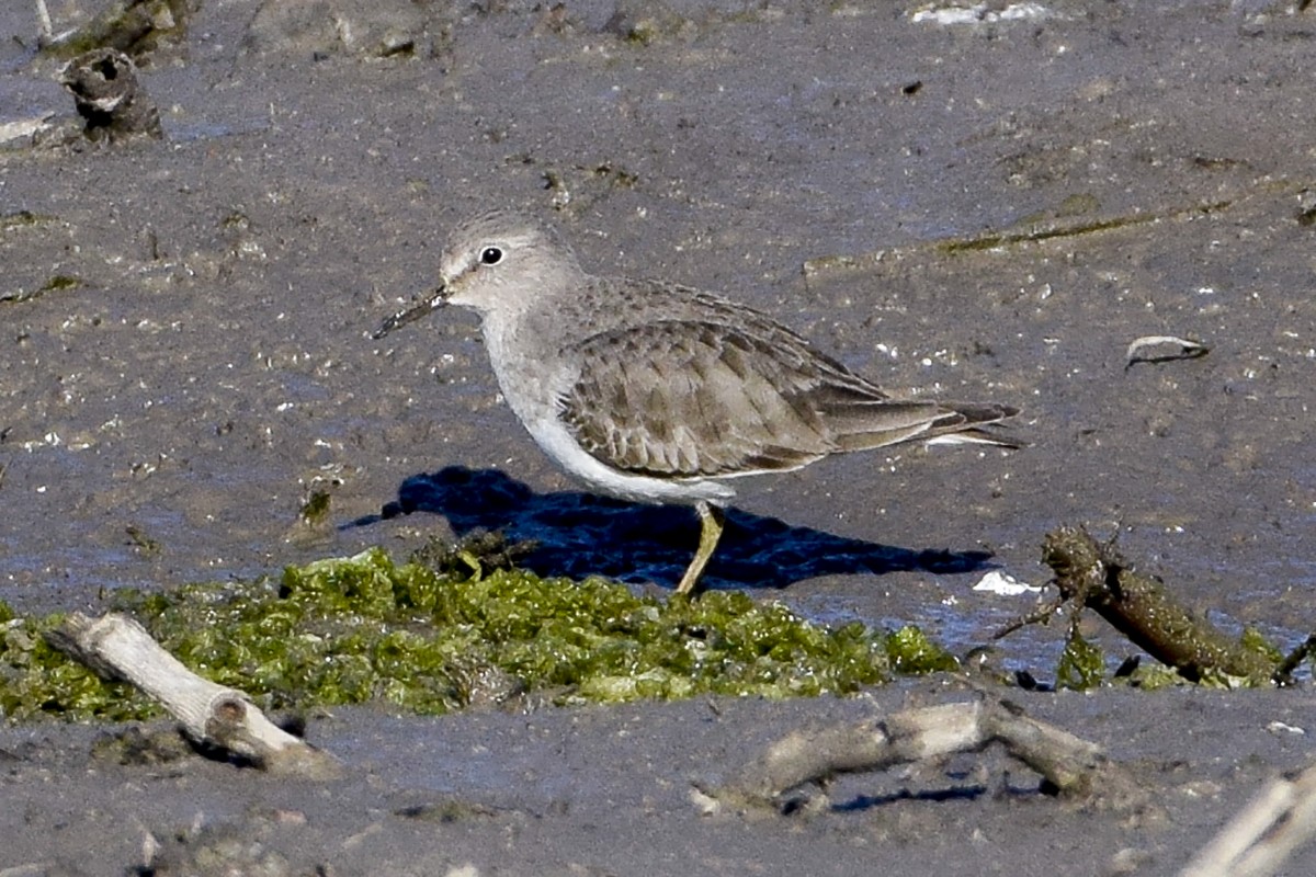 Temminckstrandläufer - ML297387321