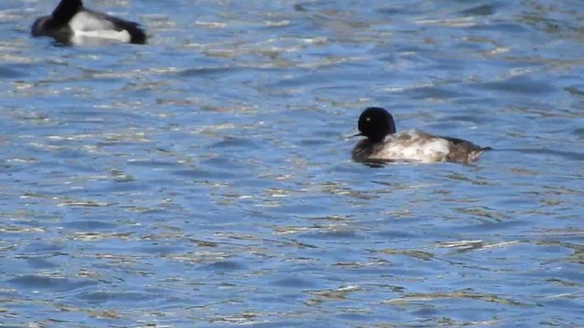 Greater Scaup - ML297387521