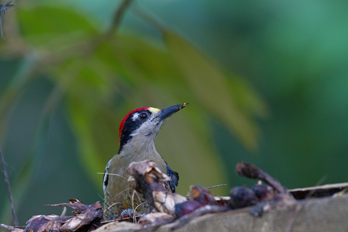 Black-cheeked Woodpecker - ML297387971