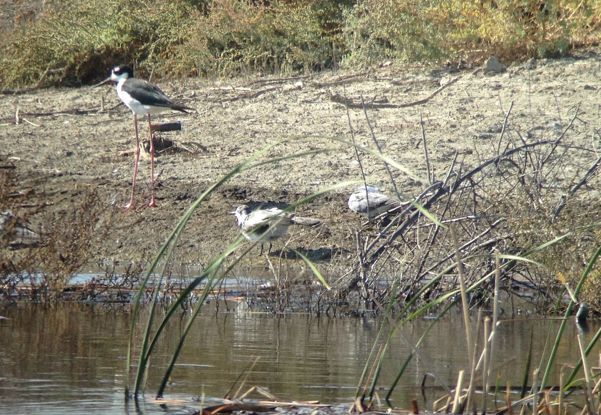 Black Tern - ML297388311