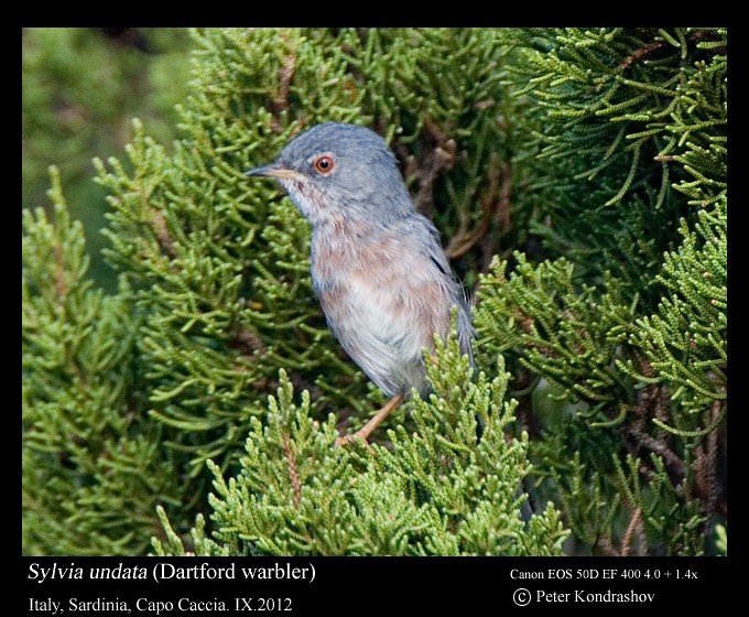 Dartford Warbler - ML297388481