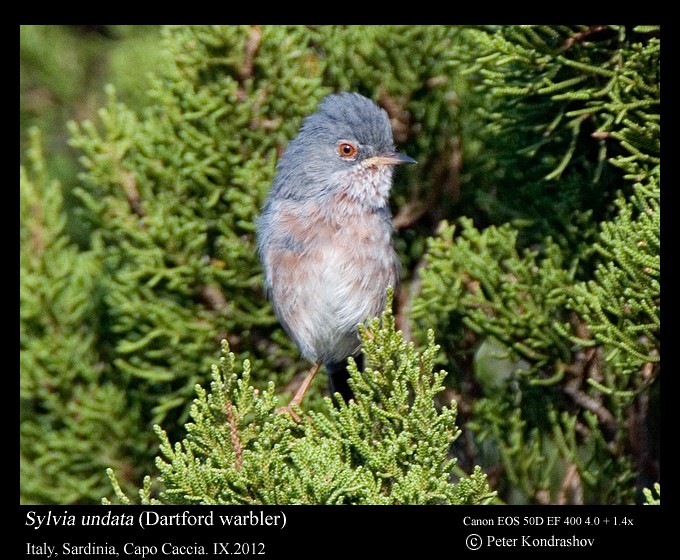 Dartford Warbler - ML297388491