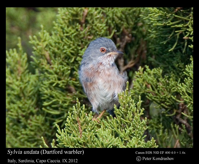 Dartford Warbler - ML297388501