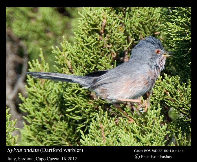 Dartford Warbler - Peter Kondrashov