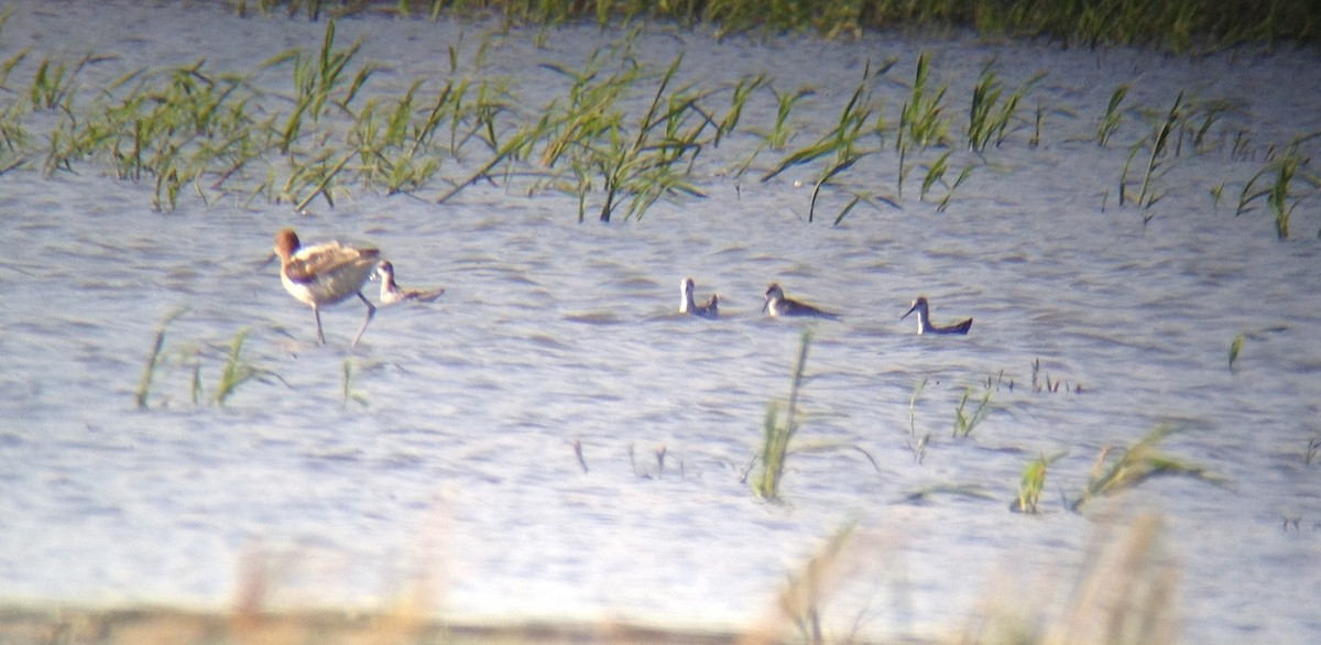 Wilson's Phalarope - ML297388571