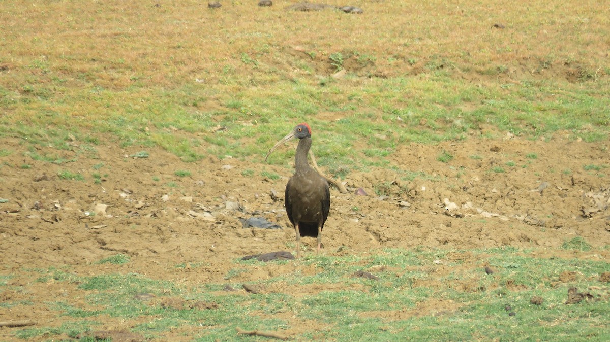 ibis bradavičnatý - ML29738891
