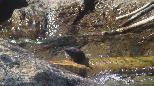 American Dipper - ML297389961