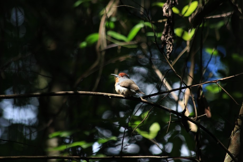 Rufous-capped Nunlet - ML297390471