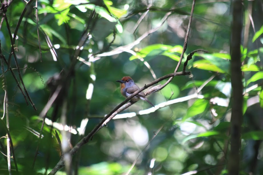 Rufous-capped Nunlet - ML297390481