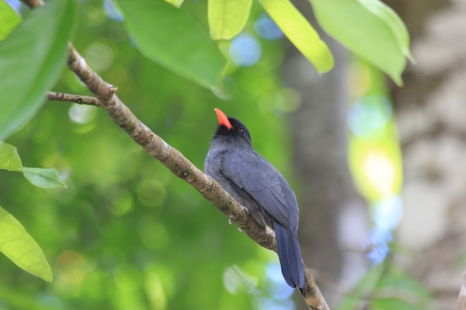 Black-fronted Nunbird - ML297390631