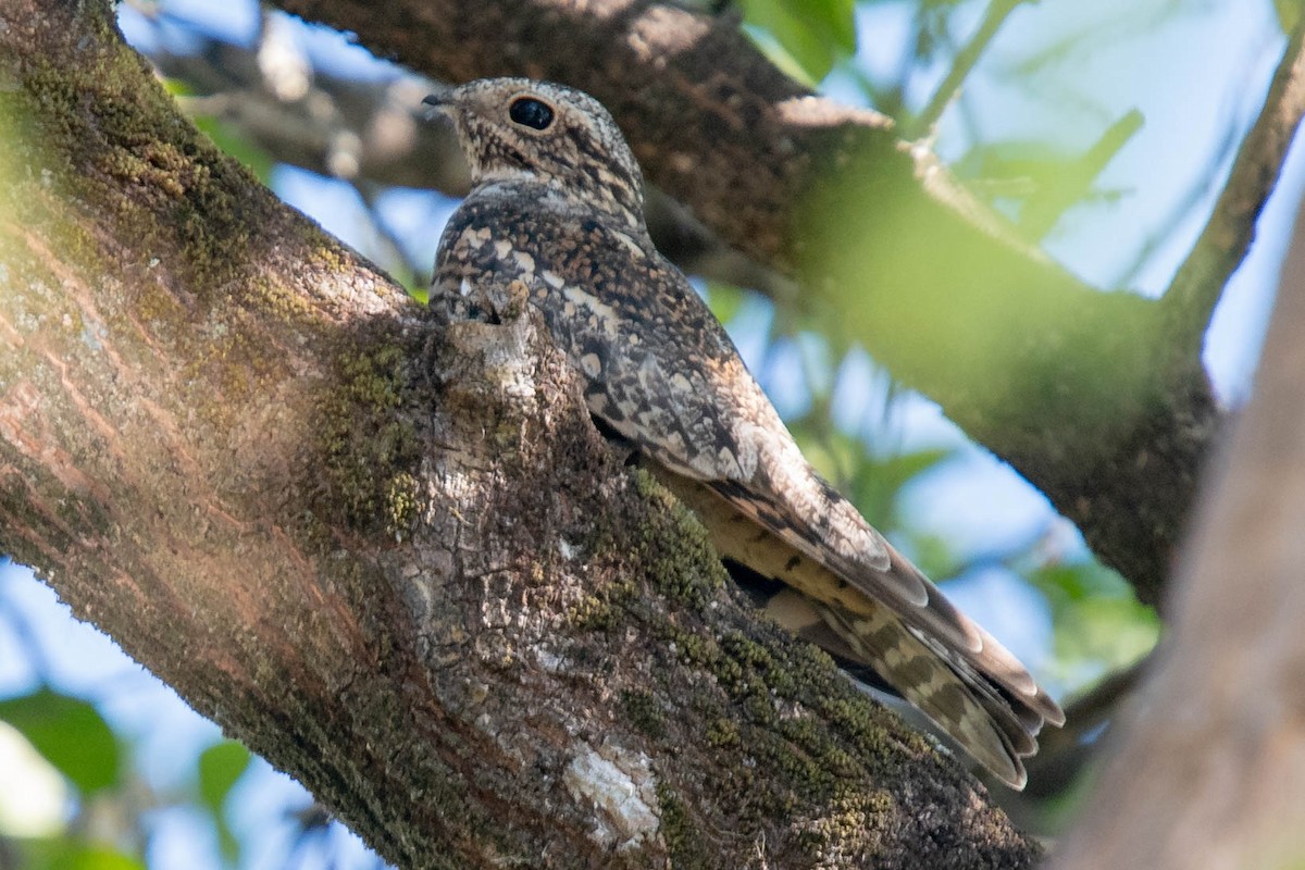 Lesser Nighthawk - ML297390761