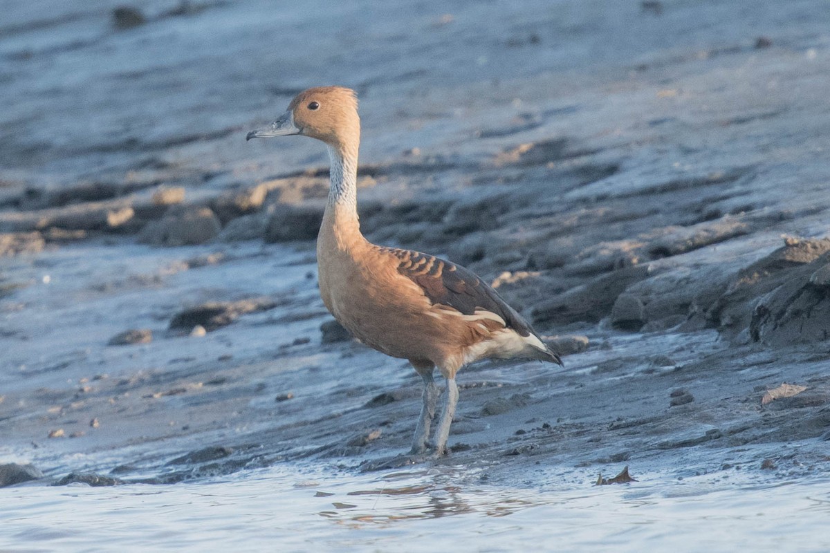 Fulvous Whistling-Duck - ML297390811