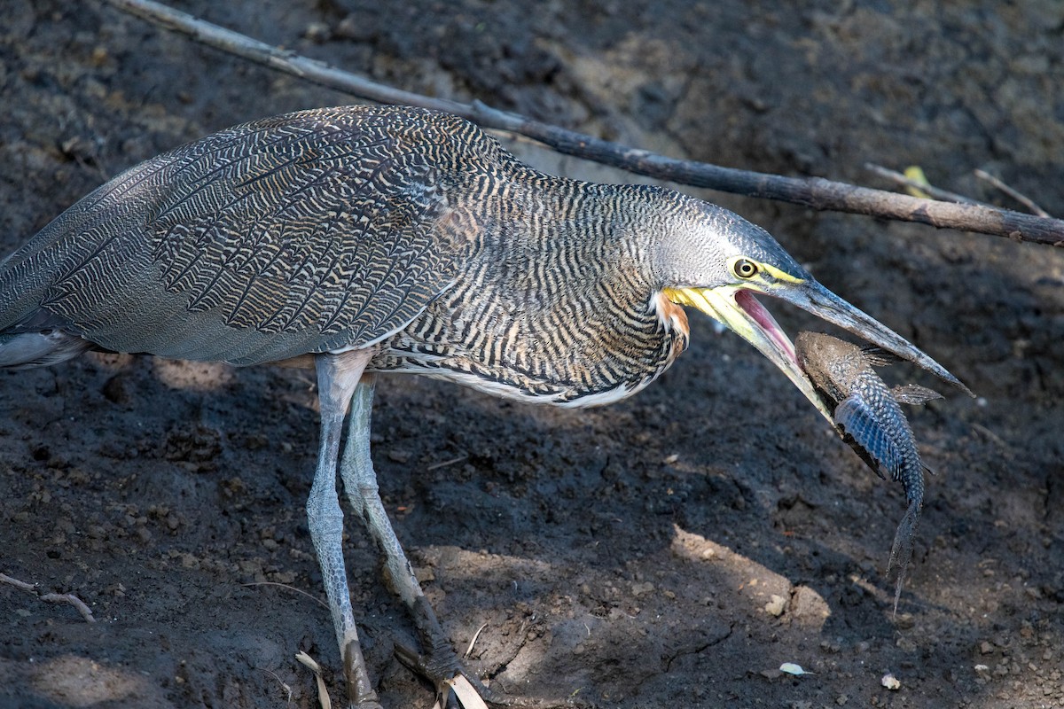 Bare-throated Tiger-Heron - Ken&Fay Broten