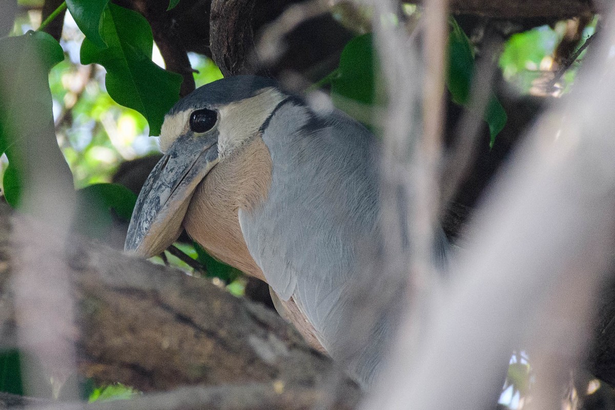 Boat-billed Heron - ML297391041