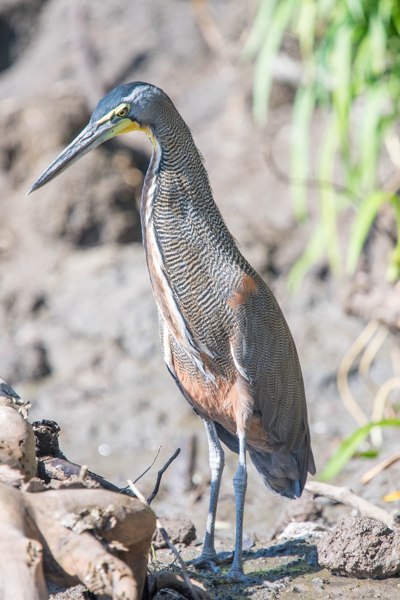 Bare-throated Tiger-Heron - ML297392231