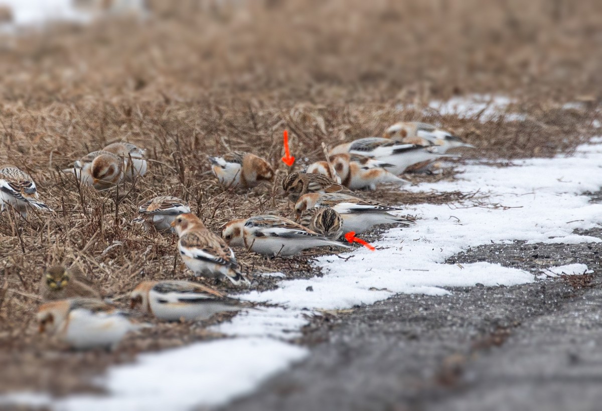 Lapland Longspur - Suzanne Labbé