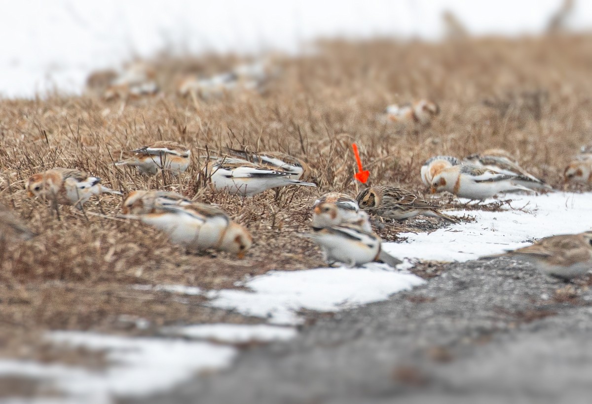 Lapland Longspur - Suzanne Labbé