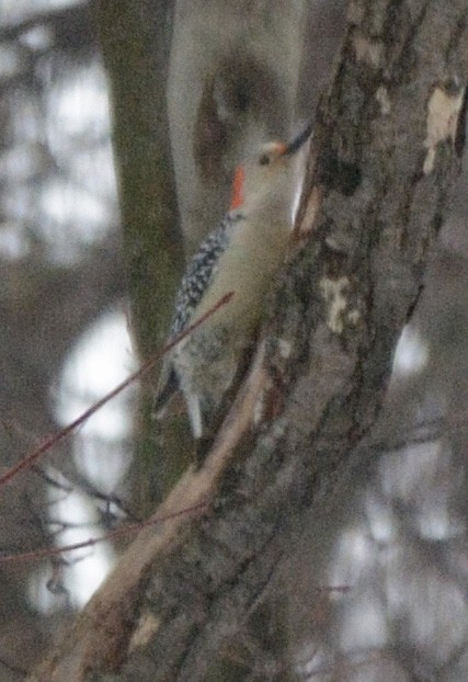 Red-bellied Woodpecker - ML297396381