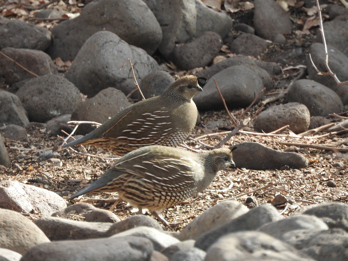 California Quail - ML297396921