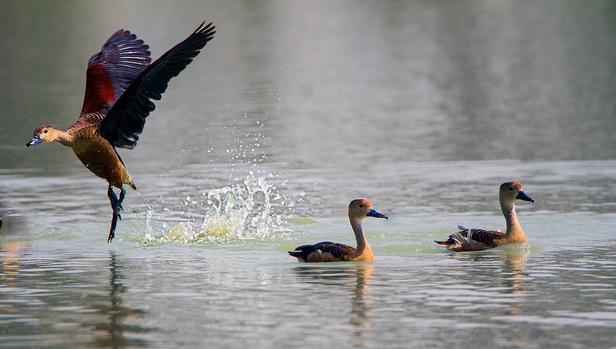 Lesser Whistling-Duck - Suresh Sharma