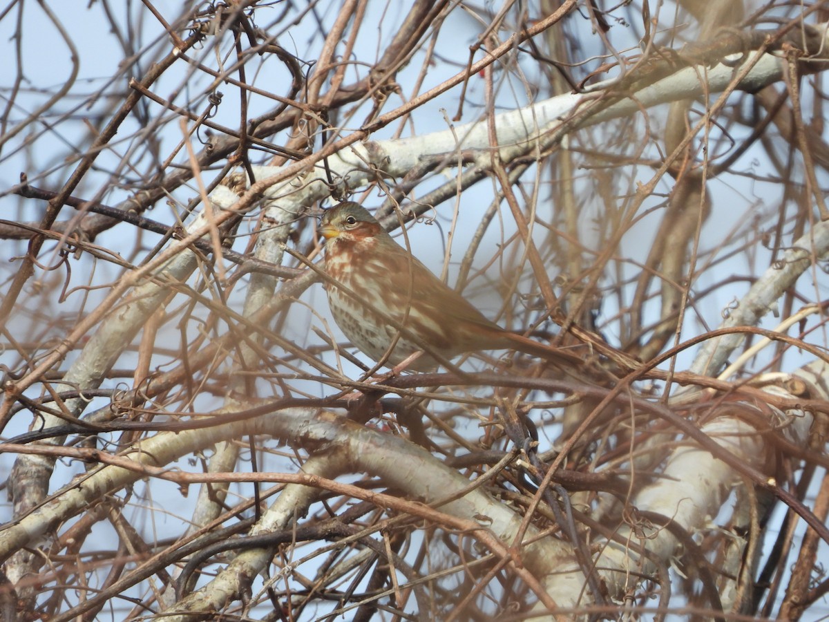 Fox Sparrow - ML297399251