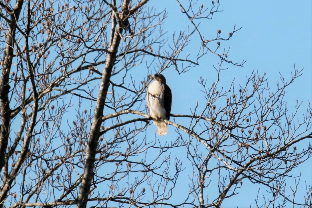 Red-tailed Hawk - ML297399391
