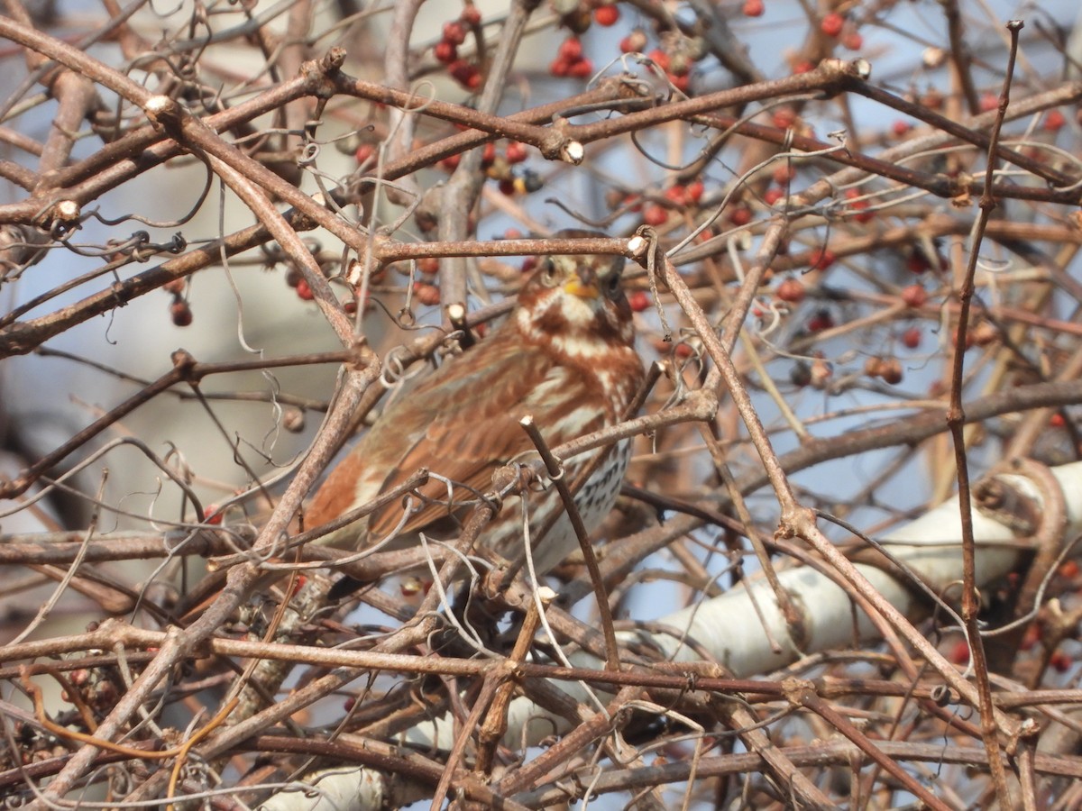 Fox Sparrow - ML297399441